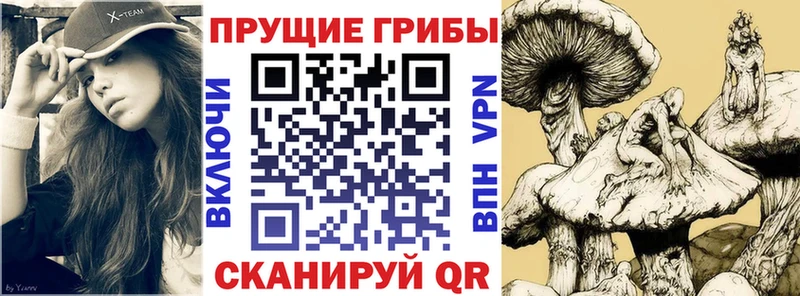 купить наркотики сайты  Северская  Галлюциногенные грибы мицелий 